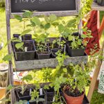 container gardening