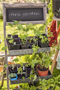 Container Gardening for Beginners: 10 Amazing Principles