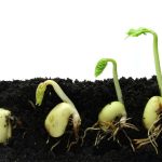 How To Germinate Seeds: 12 Amazing Steps For Strong Seedlings