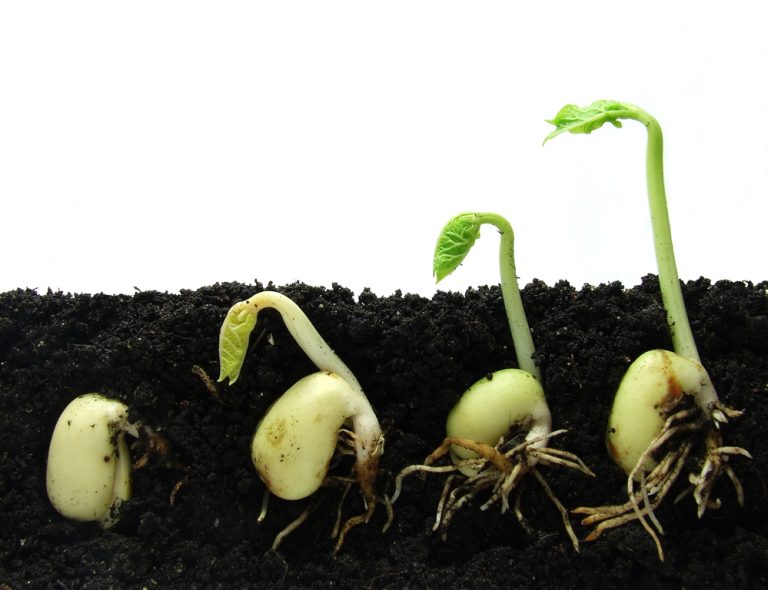 How To Germinate Seeds: 12 Amazing Steps For Strong Seedlings