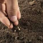 Closeup of a hand sowing buckwheat seeds into soil