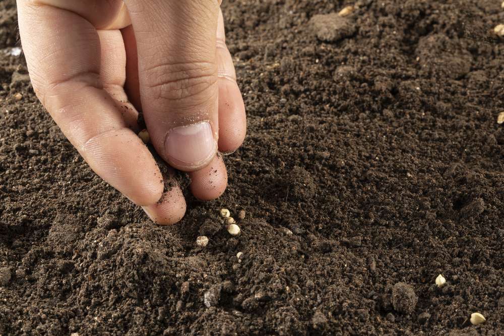 The Ultimate Guide to Planting Seeds: Tips for a Successful Garden