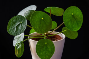Chinese Money Plant: 7 Incredible Ways To Grow Wealthy Greenery